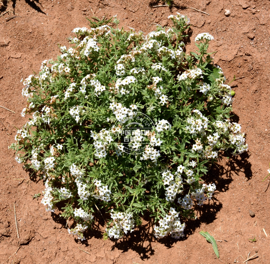 砂引草植株.jpg