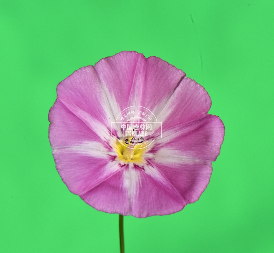 田旋花花（单花）.JPG