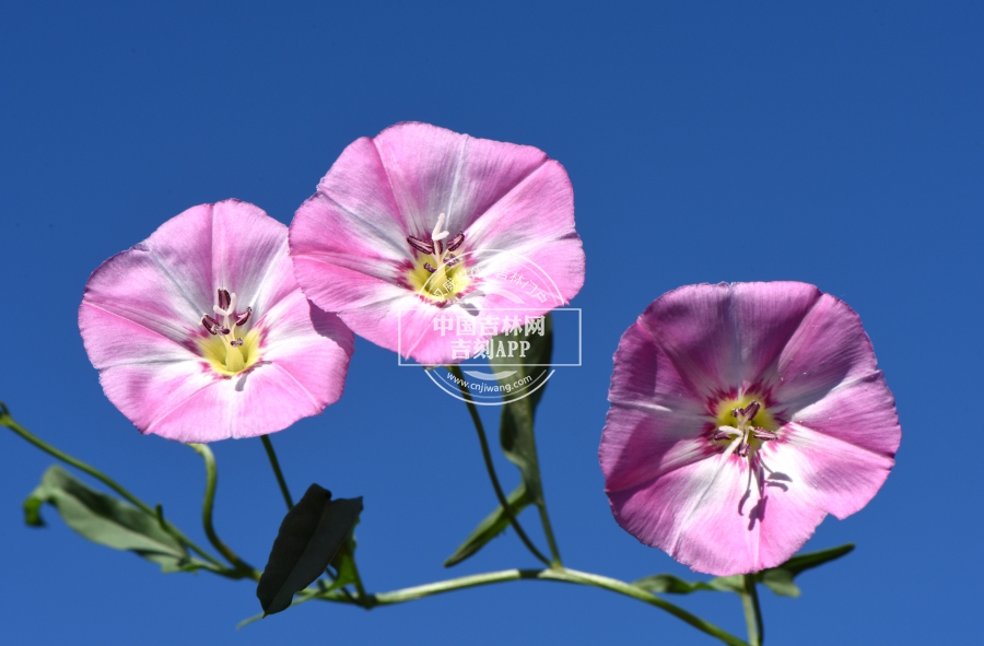 田旋花花（三花）.jpg
