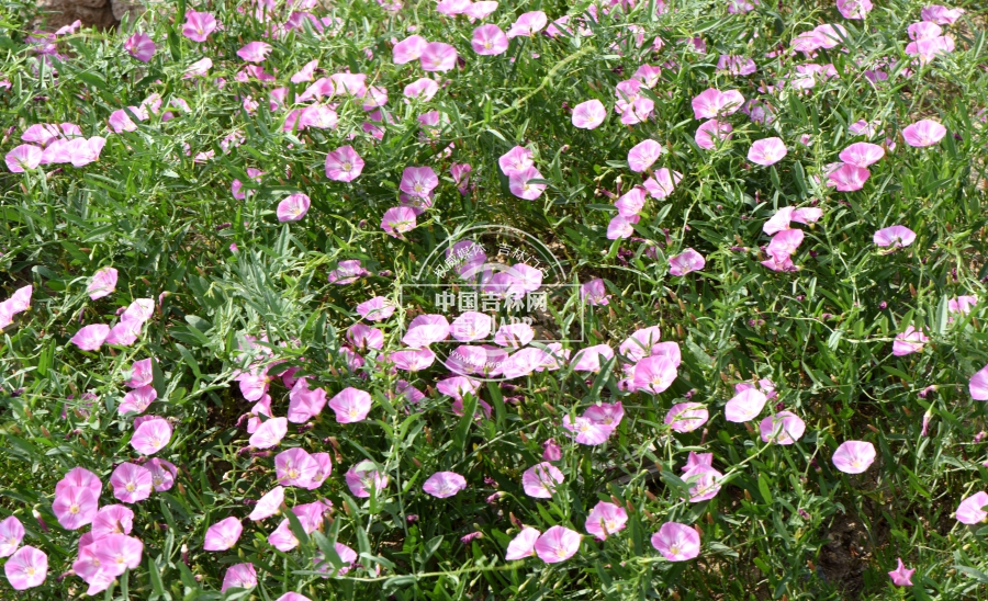 田旋花群落.jpg