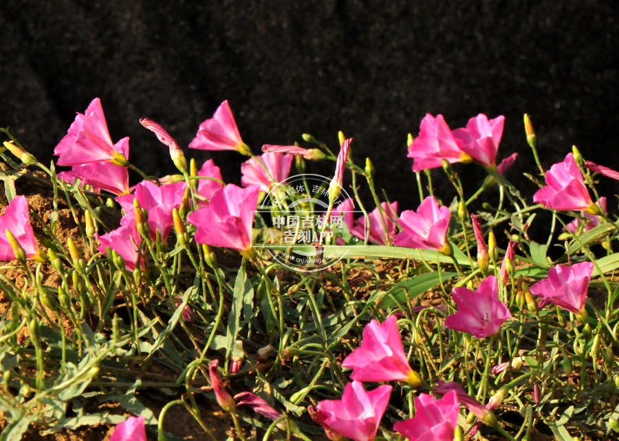 田旋花植株（侧）.jpg