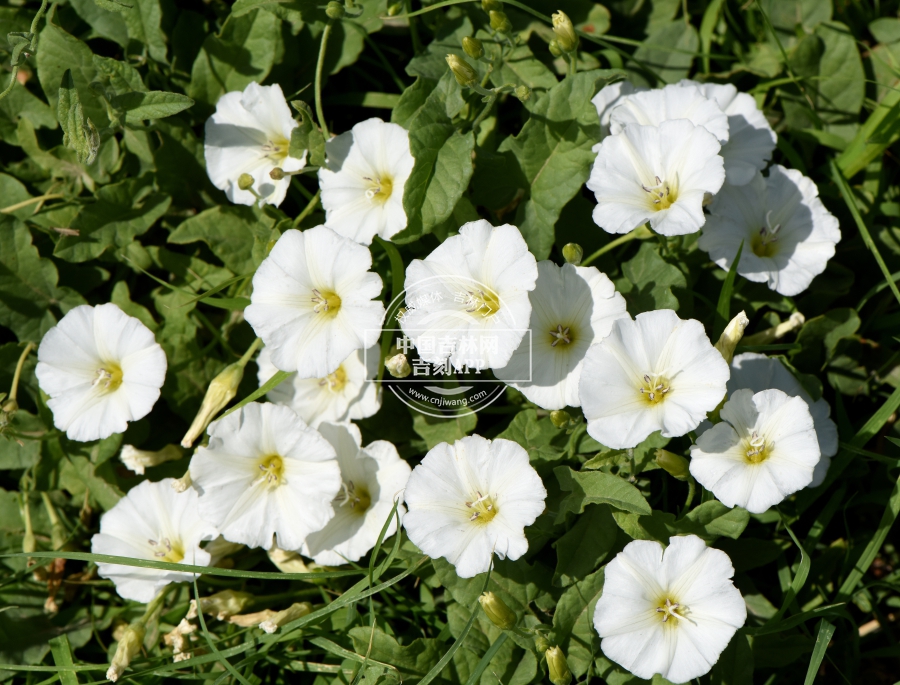 田旋花植株（花白色）.jpg