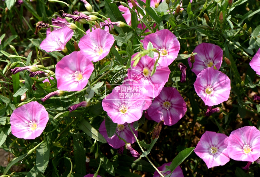 田旋花植株.jpg