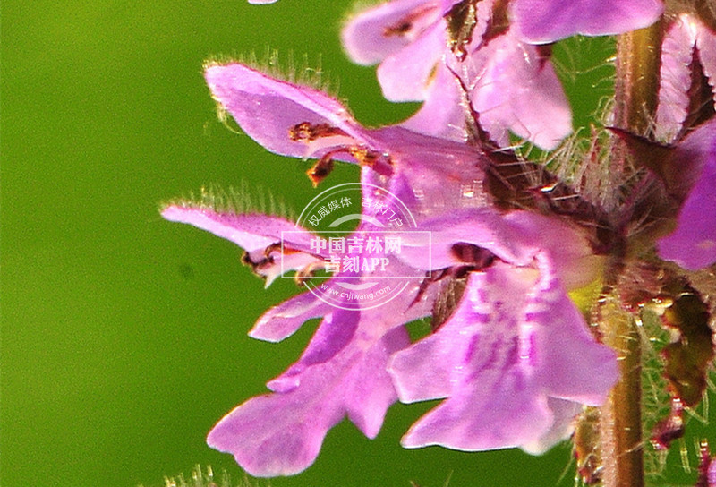 毛水苏花_副本.jpg