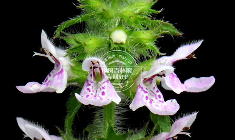 毛水苏花（淡粉色）_副本.jpg