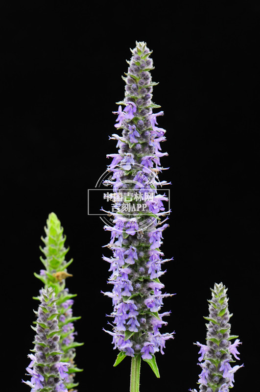 多裂叶荆芥花序（淡蓝色）_副本.jpg