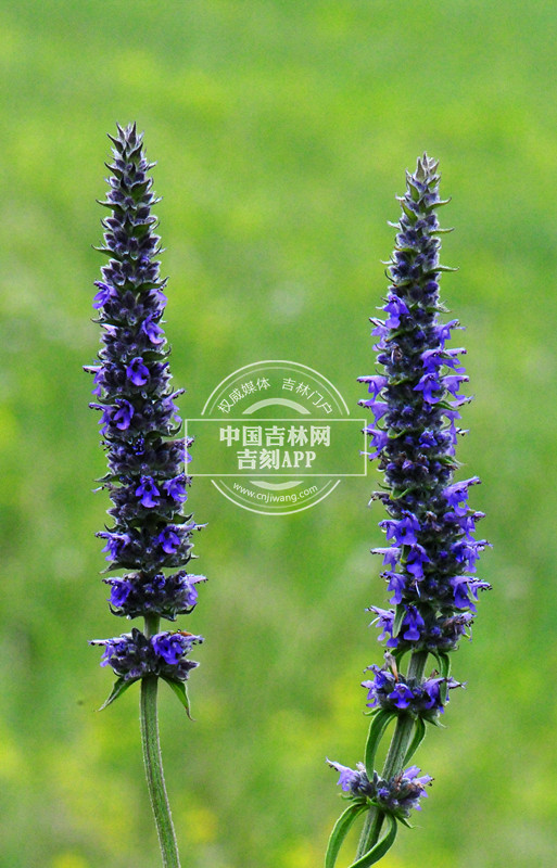 多裂叶荆芥花序（深蓝色）_副本.jpg