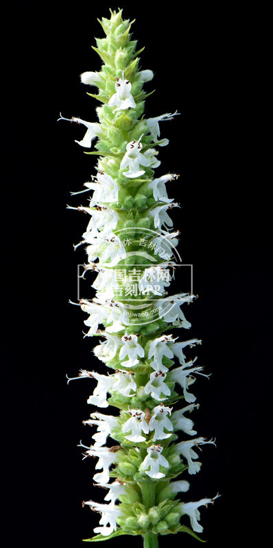多裂叶荆芥花序（白色）_副本.jpg