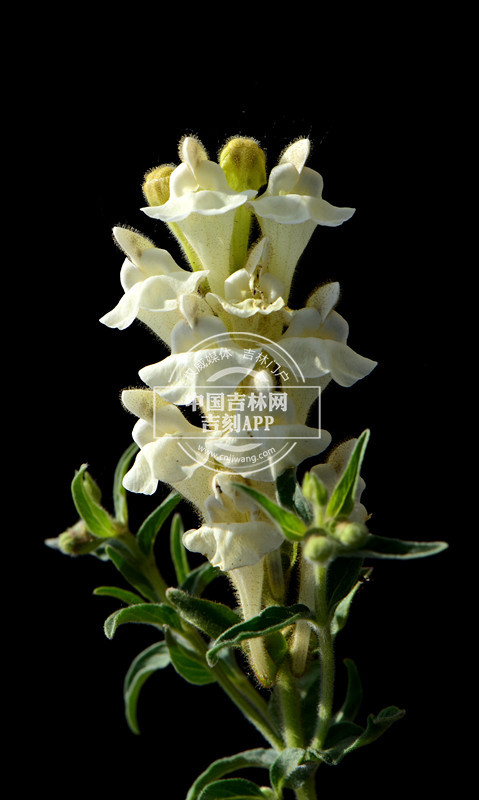 粘毛黄芩花序（淡黄色)_副本.jpg