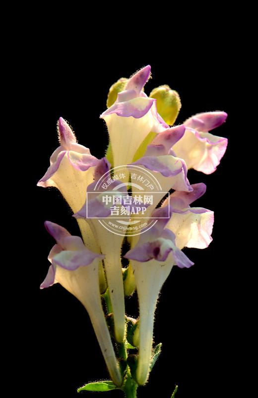 粘毛黄芩花序（淡粉色）_副本.jpg