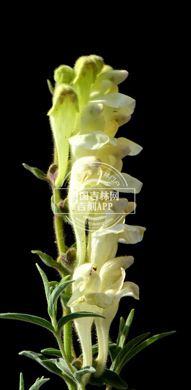 粘毛黄芩花序（侧）_副本.jpg