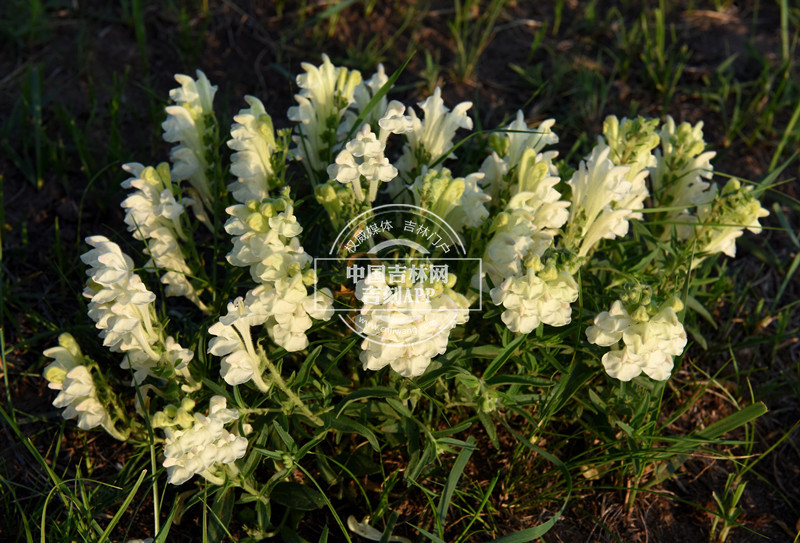 粘毛黄芩植株（花乳白色）_副本.jpg