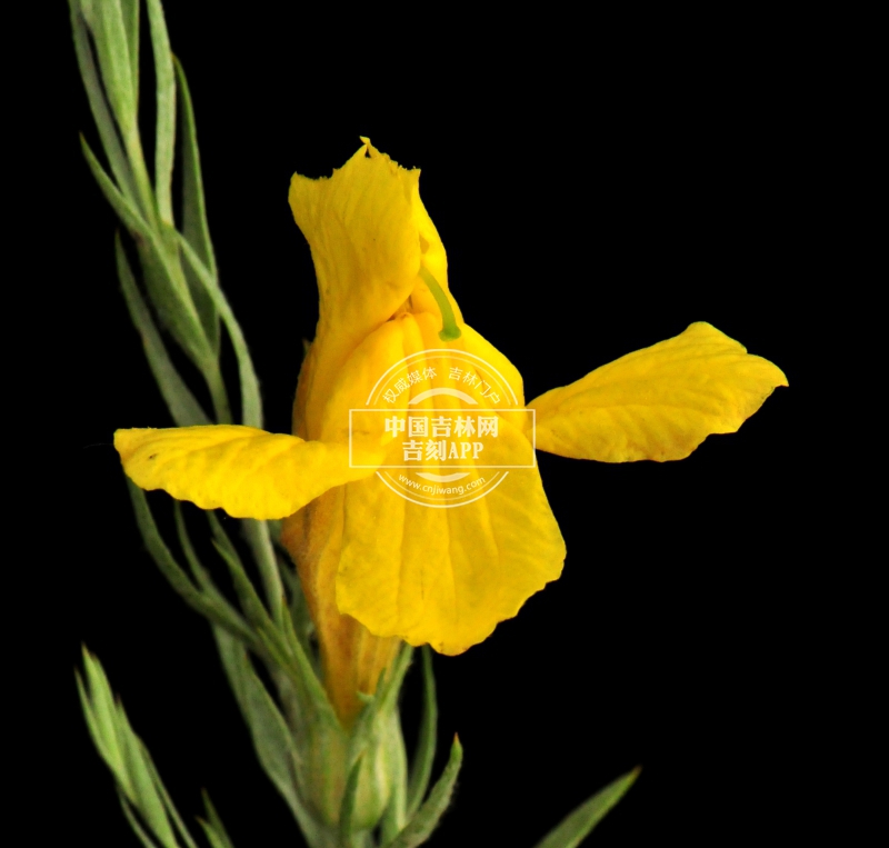 达乌里芯芭花.jpg 达乌里芯芭花.jpg