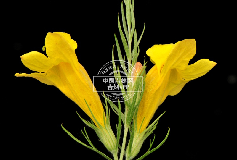 达乌里芯芭花(侧).jpg 达乌里芯芭花(侧).jpg