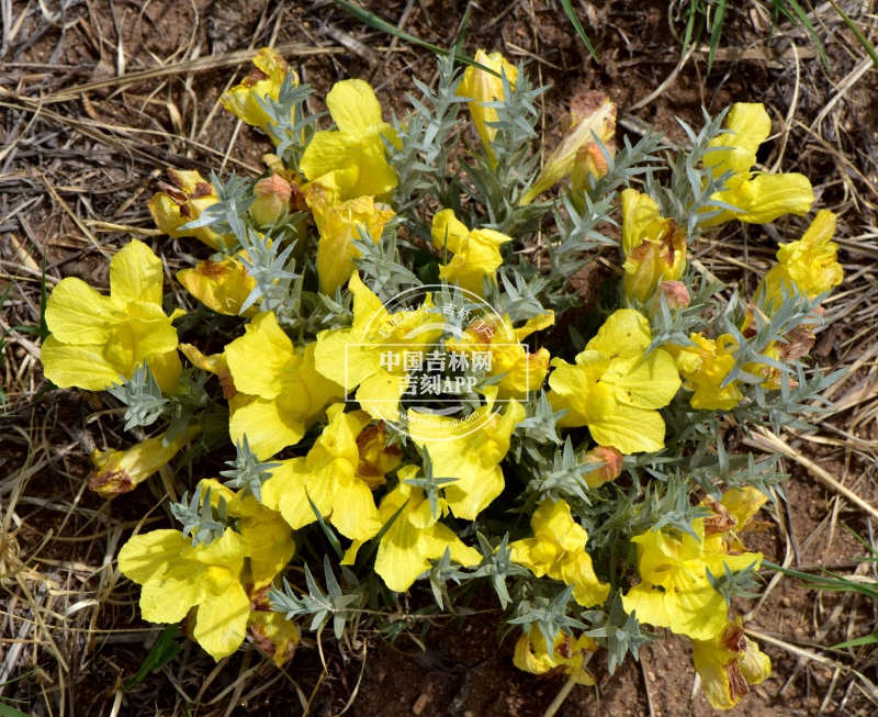 达乌里芯芭植株.jpg 达乌里芯芭植株.jpg