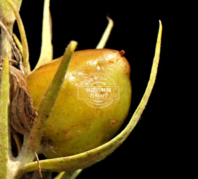 达乌里芯芭果实.jpg 达乌里芯芭果实.jpg