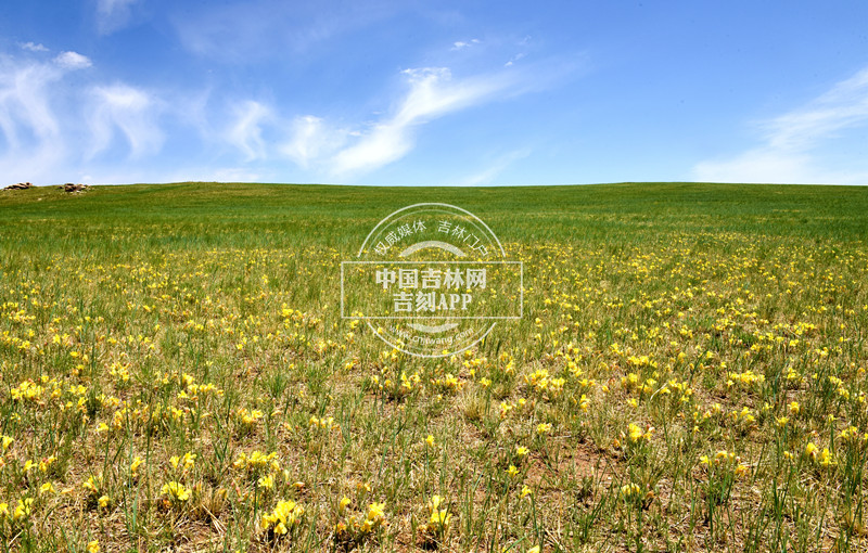 达乌里芯芭群落_副本.jpg 达乌里芯芭群落_副本.jpg