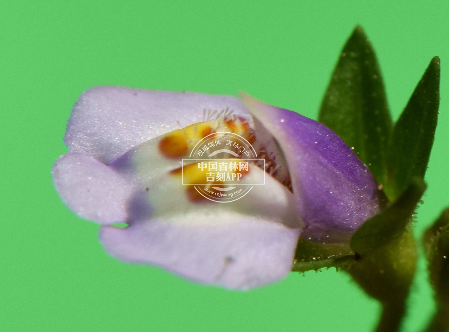 通泉草花.jpg 通泉草花.jpg