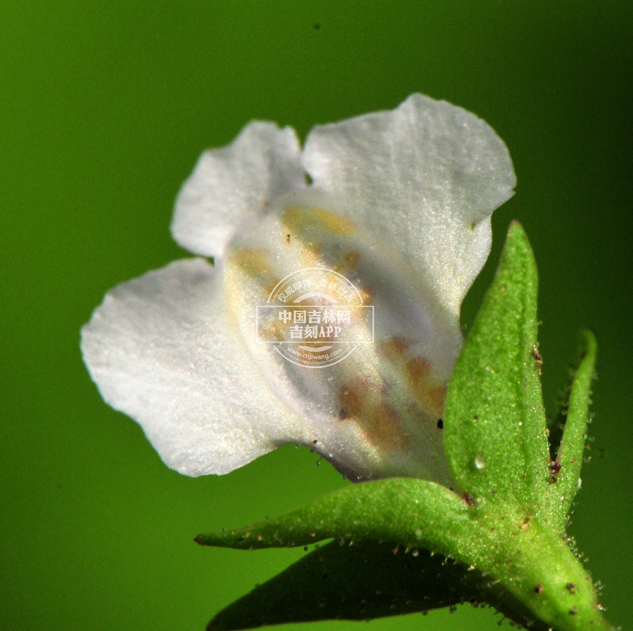 通泉草花(背).jpg 通泉草花(背).jpg