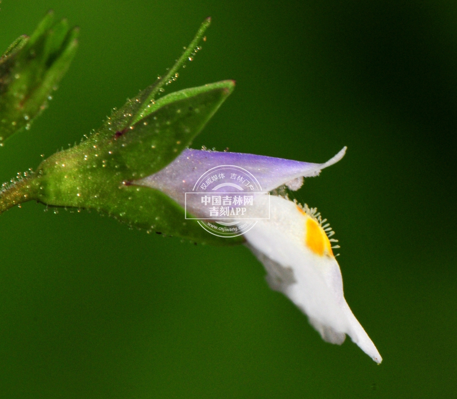 通泉草花(侧).jpg 通泉草花(侧).jpg
