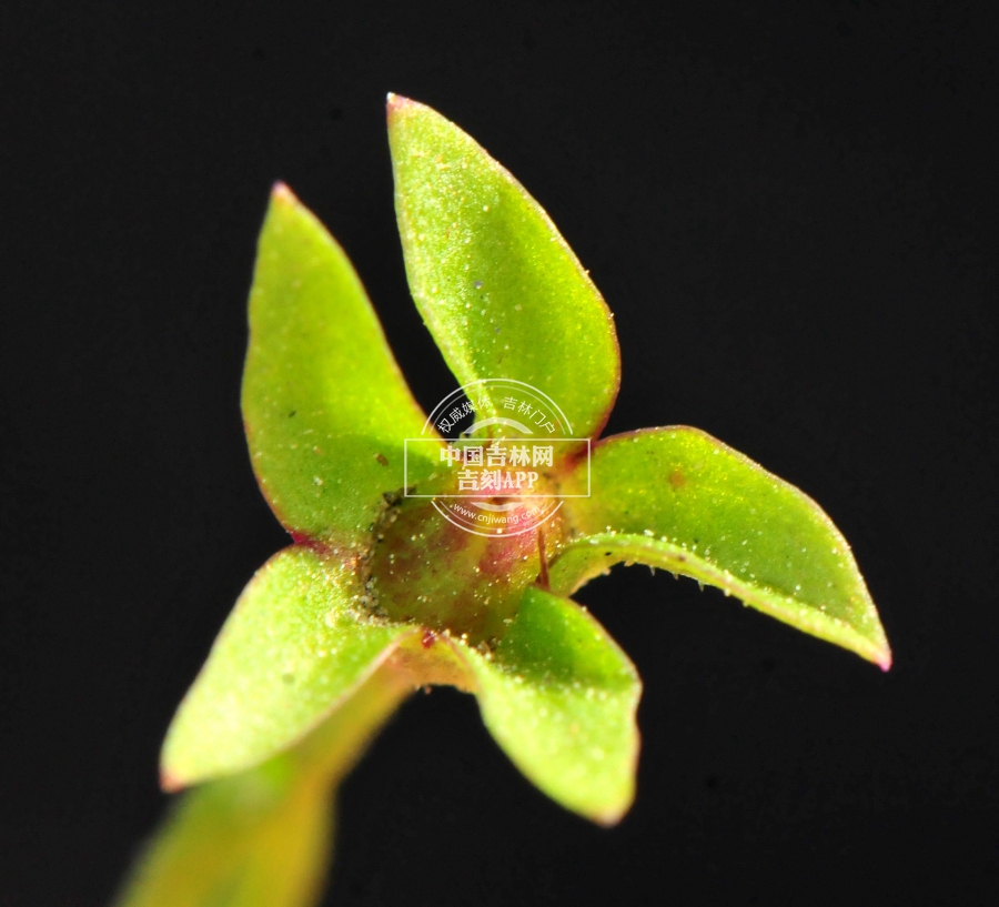 通泉草果实.jpg 通泉草果实.jpg