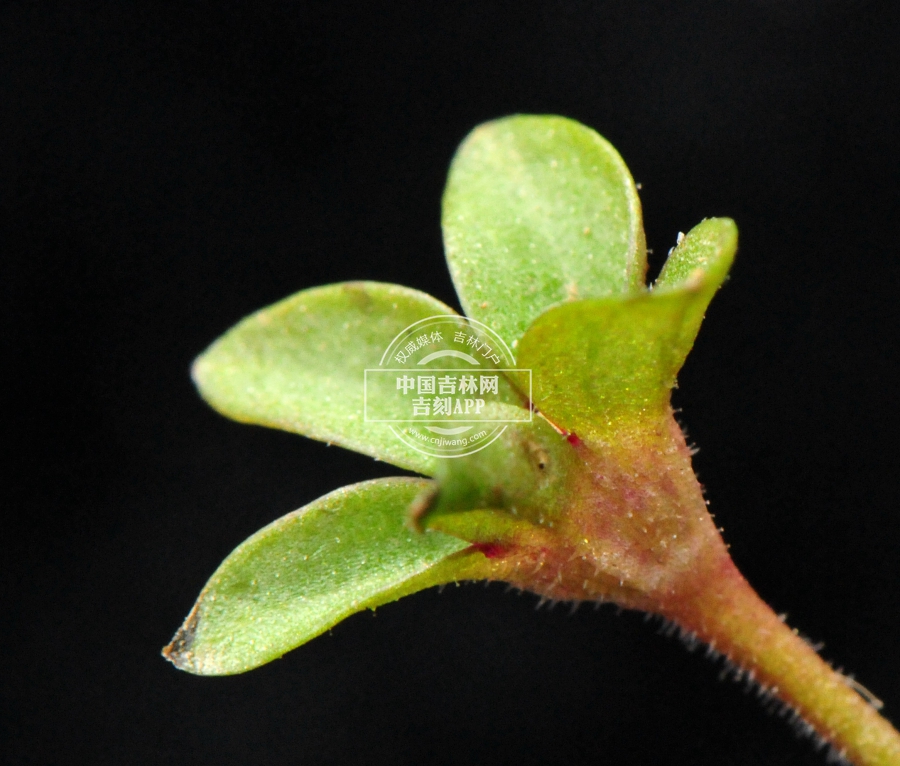 通泉草果实(侧).jpg 通泉草果实(侧).jpg