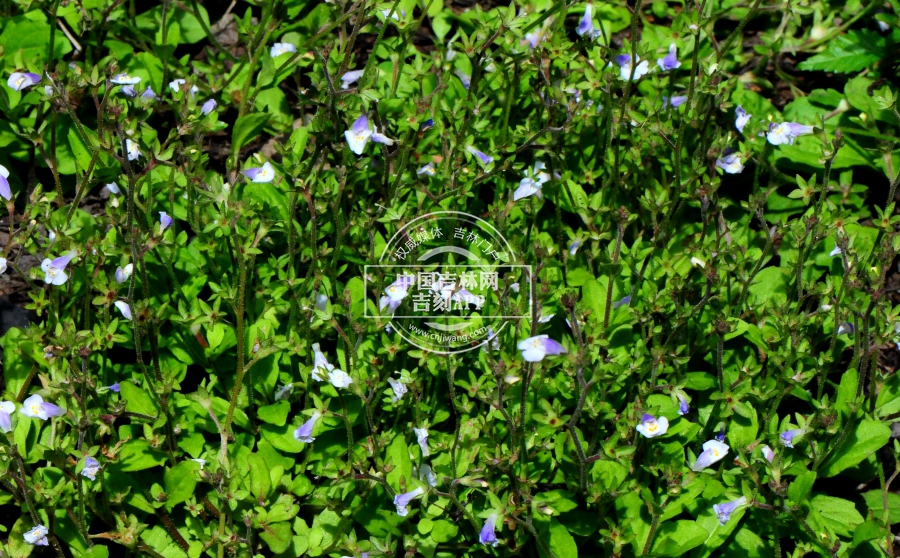 通泉草居群.jpg 通泉草居群.jpg