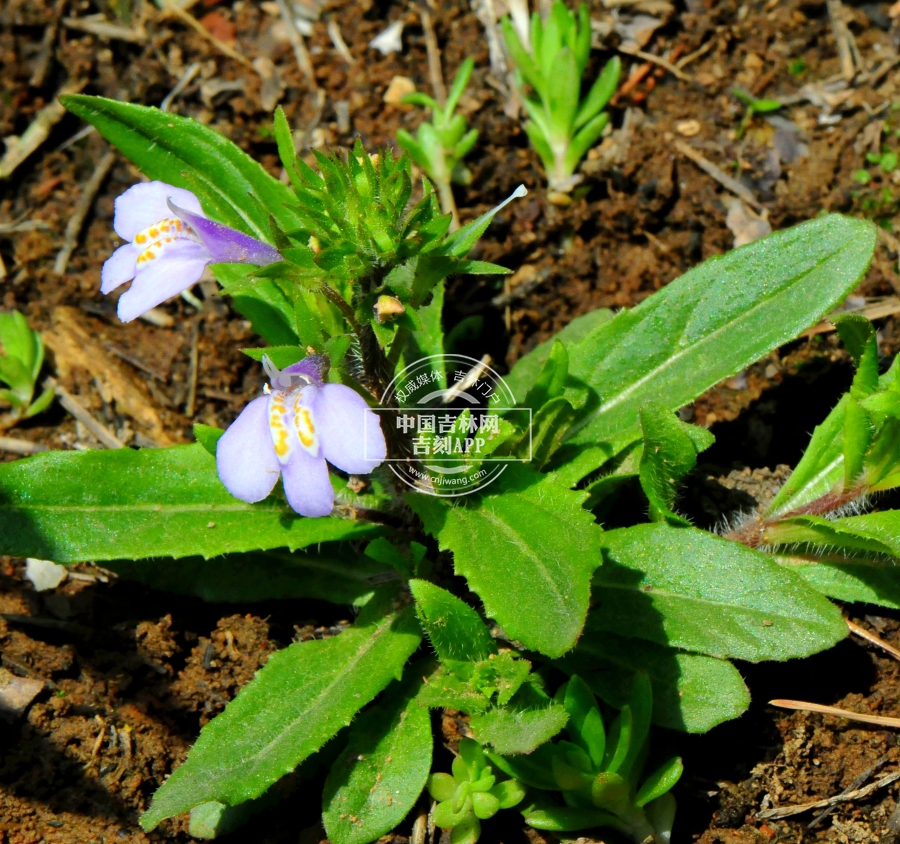 通泉草植株.jpg 通泉草植株.jpg