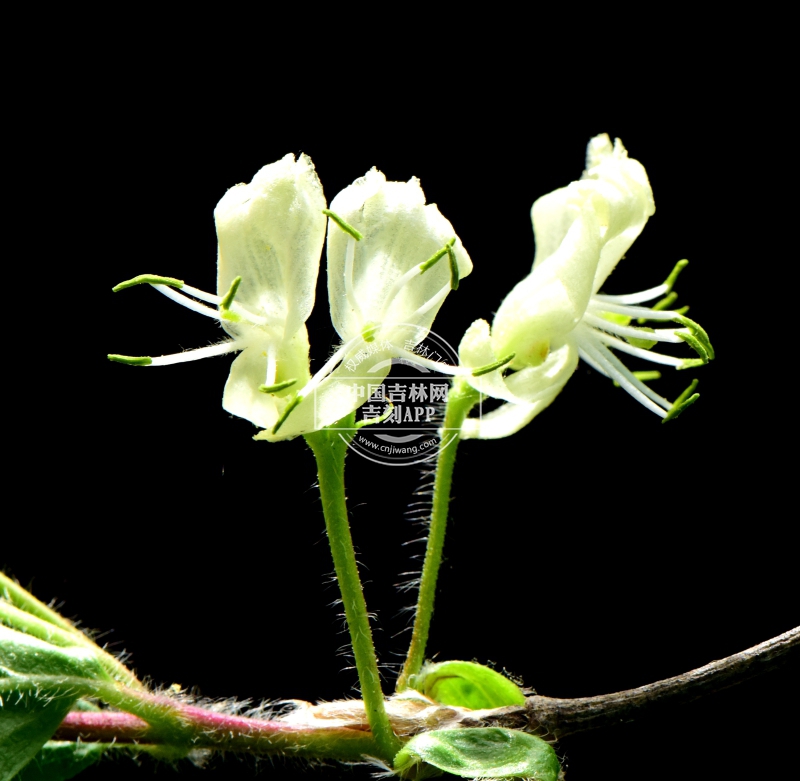 长白忍冬花（白色）.jpg