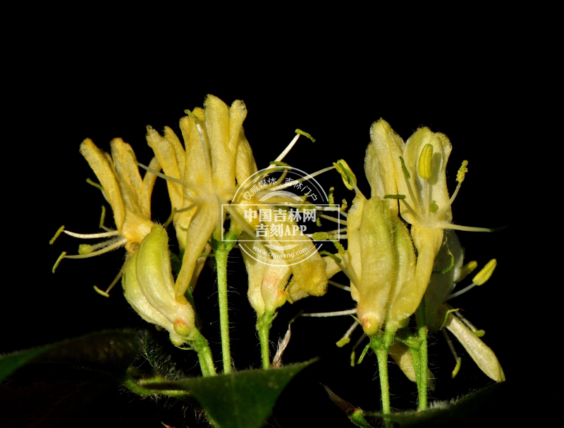 长白忍冬花（黄色）.jpg