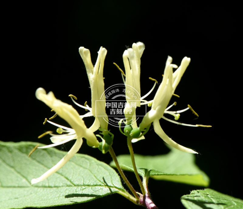 长白忍冬花（淡黄色）.jpg