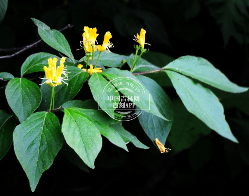 长白忍冬枝条（花期）.jpg