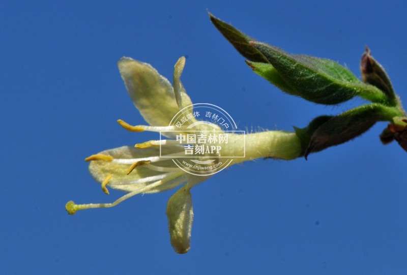 单花忍冬花（侧）.jpg