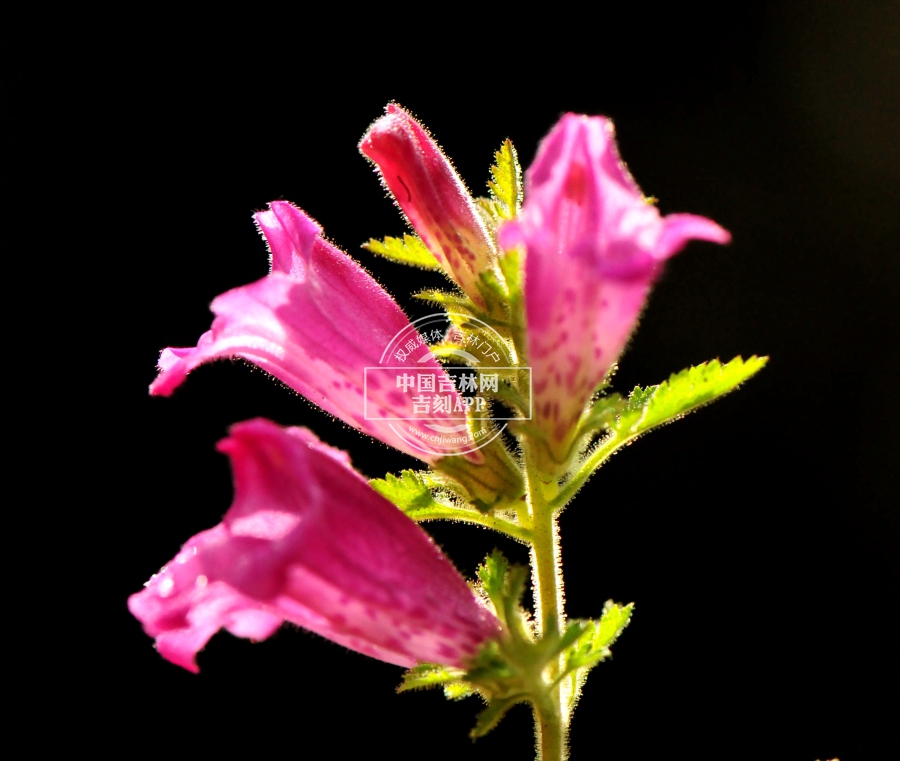 松蒿花（粉红色）.jpg
