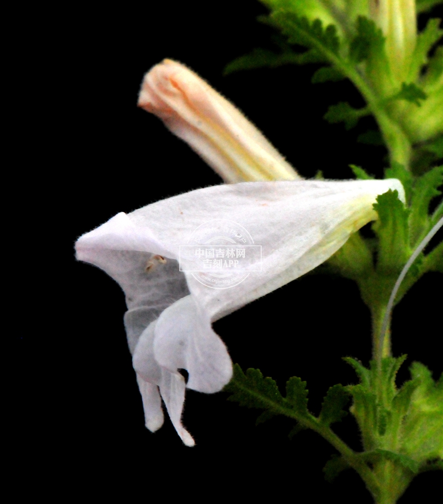 松蒿花（白色）.jpg