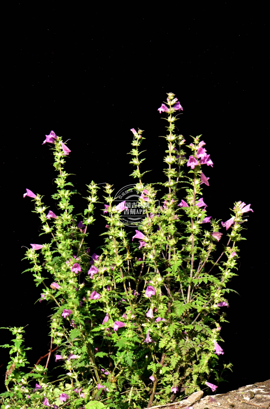 松蒿植株.JPG