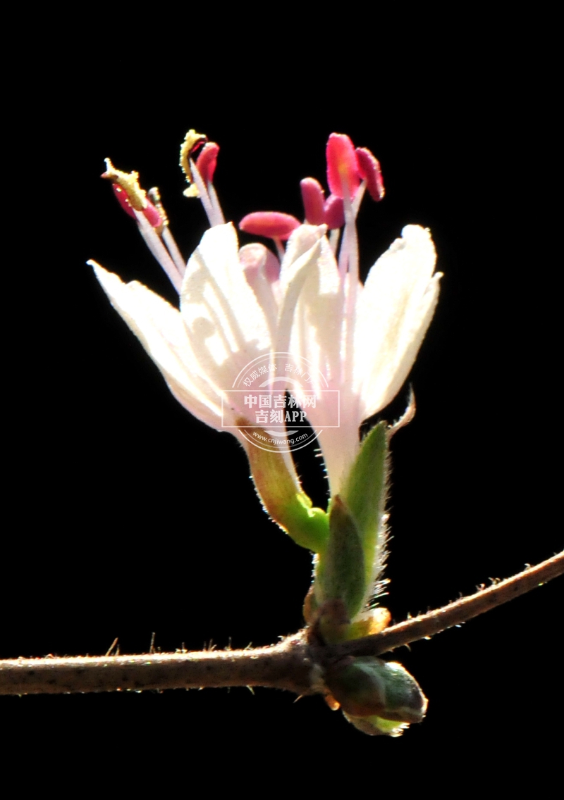 早花忍冬花（白色）.jpg