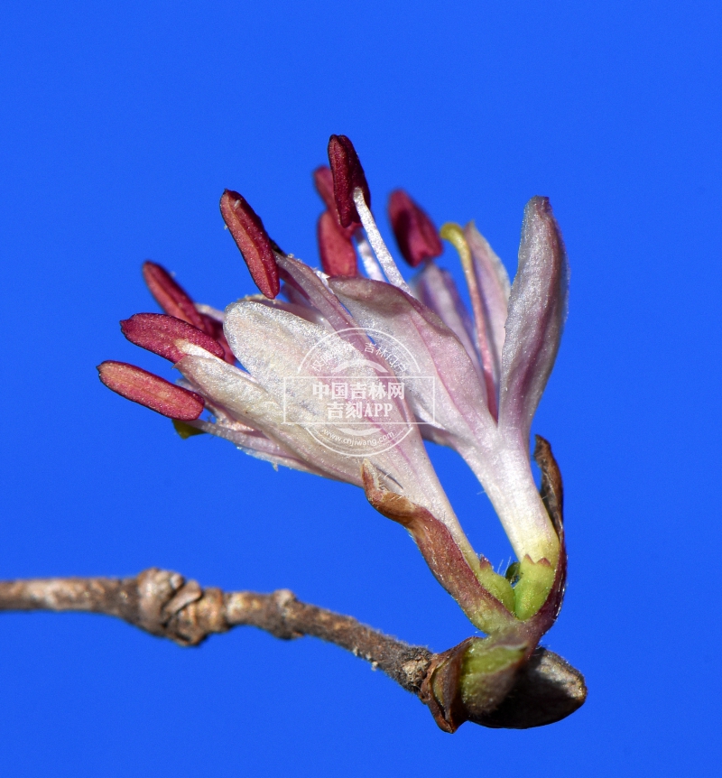 早花忍冬花（浅粉色）.JPG