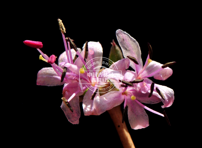 早花忍冬花（淡粉色）.jpg