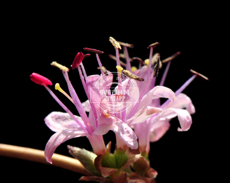 早花忍冬花（淡粉色，侧）.jpg
