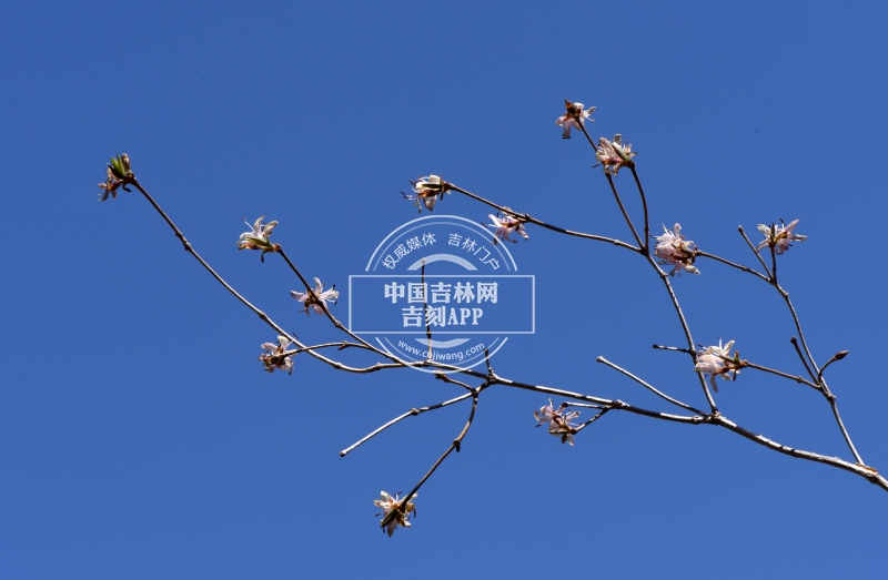 早花忍冬枝条（花期）.JPG