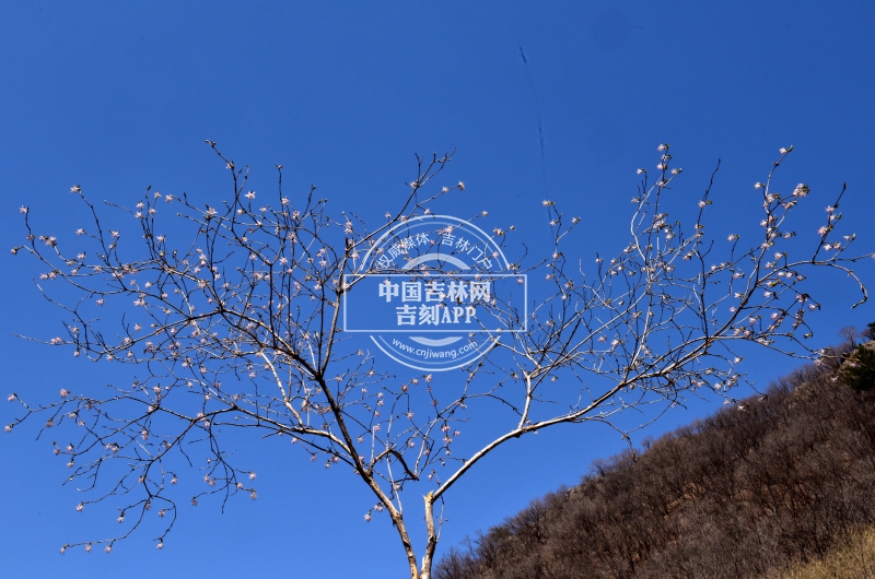 早花忍冬植株（花期）.JPG