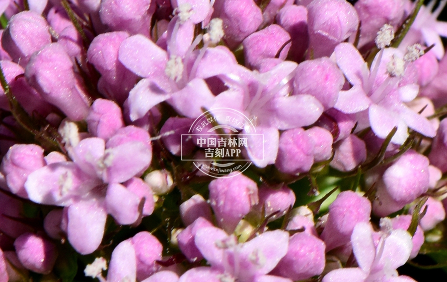 缬草花.jpg