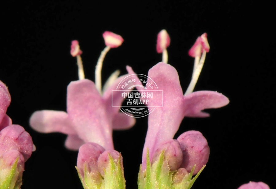 缬草花（侧）.jpg