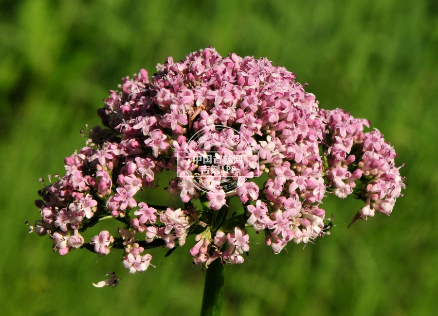 缬草花序.jpg