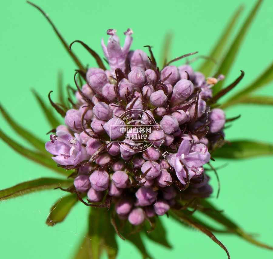 缬草花蕾.JPG