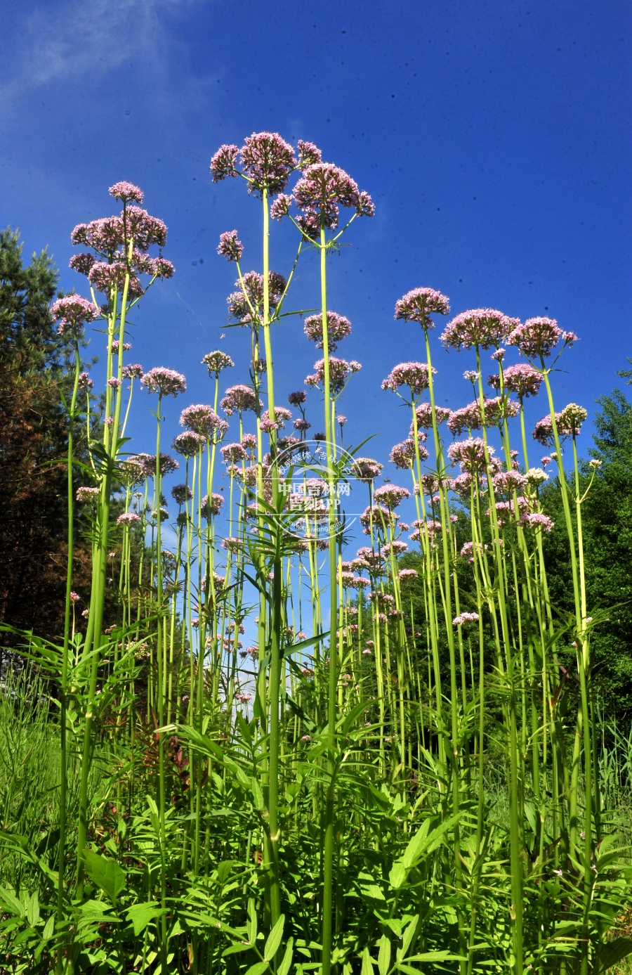 缬草植株（花粉色）.jpg