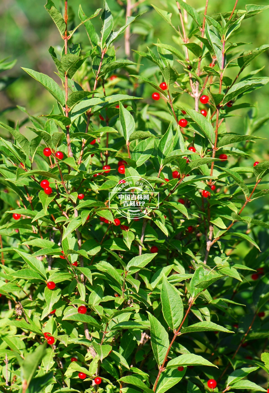 紫花忍冬植株.JPG