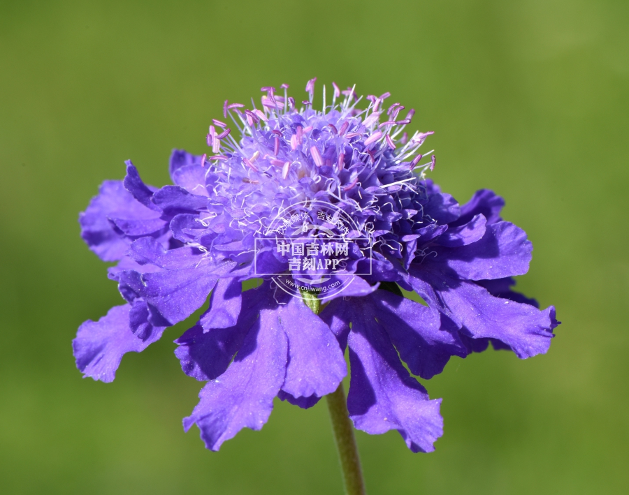 华北蓝盆花花序（蓝色）.jpg