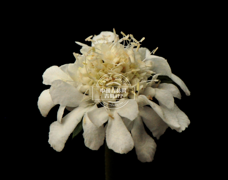 华北蓝盆花花序（白色）.jpg